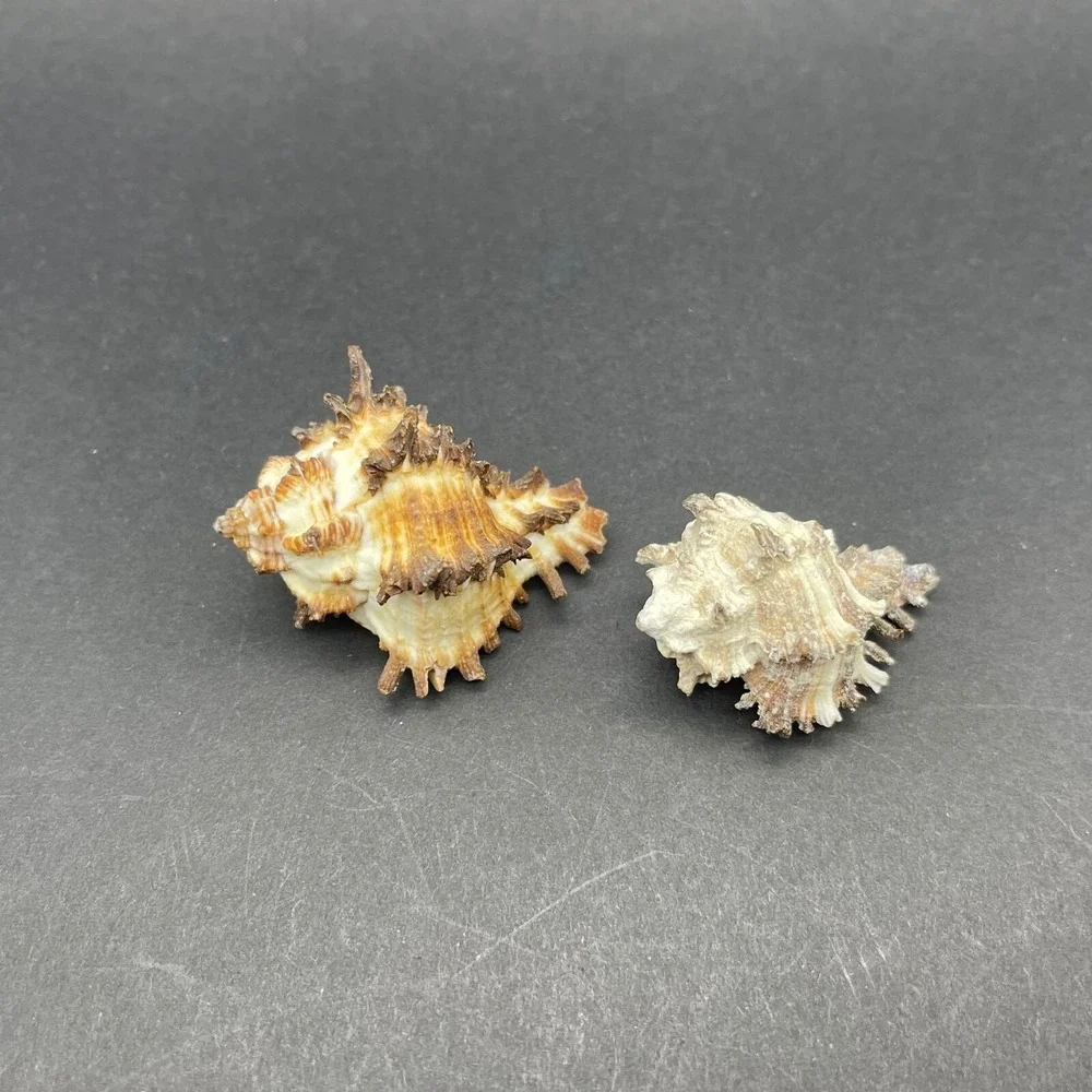 Vintage Lot of 4 Seashells Apple Murex and Murex Radix‎ Shells Approximately 2